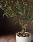 Mediterranean Faux Olive Bonsai Tree - 2-Foot