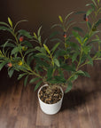 Mediterranean Faux Olive Bonsai Tree - 2-Foot