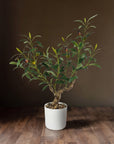 Mediterranean Faux Olive Bonsai Tree - 2-Foot