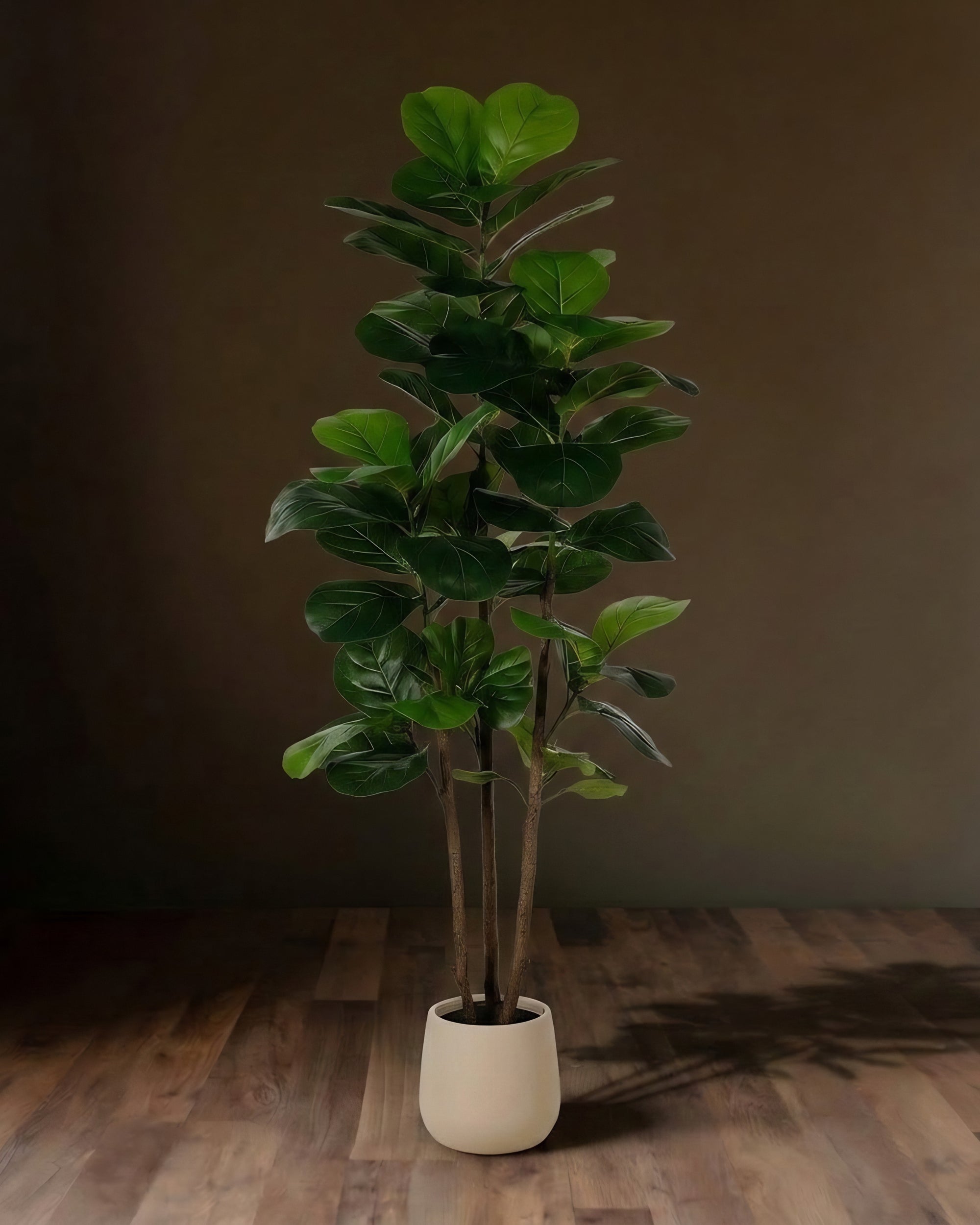 The Verant Triple-Trunk Fiddle Leaf Fig