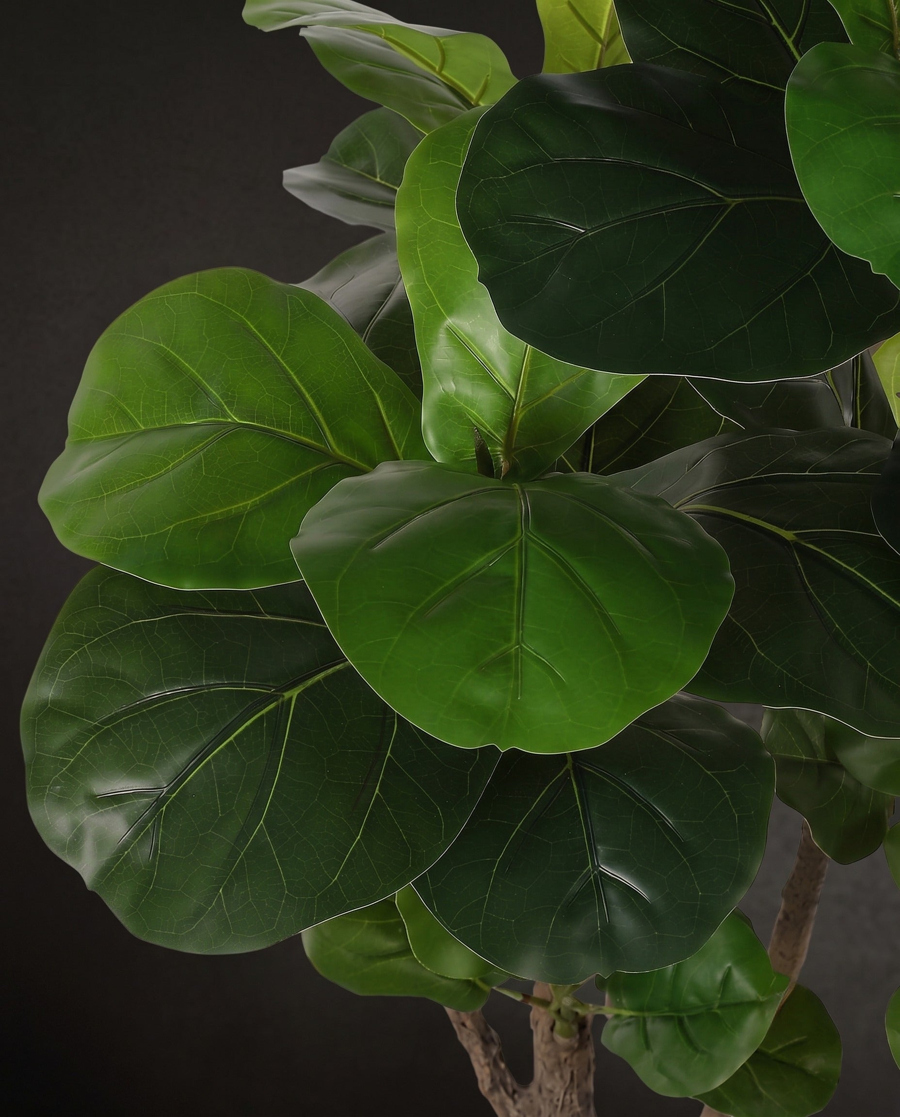 The Verant Triple-Trunk Fiddle Leaf Fig