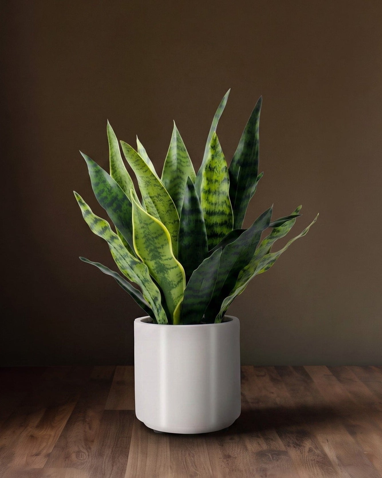 The Sansevieria Studio Planter