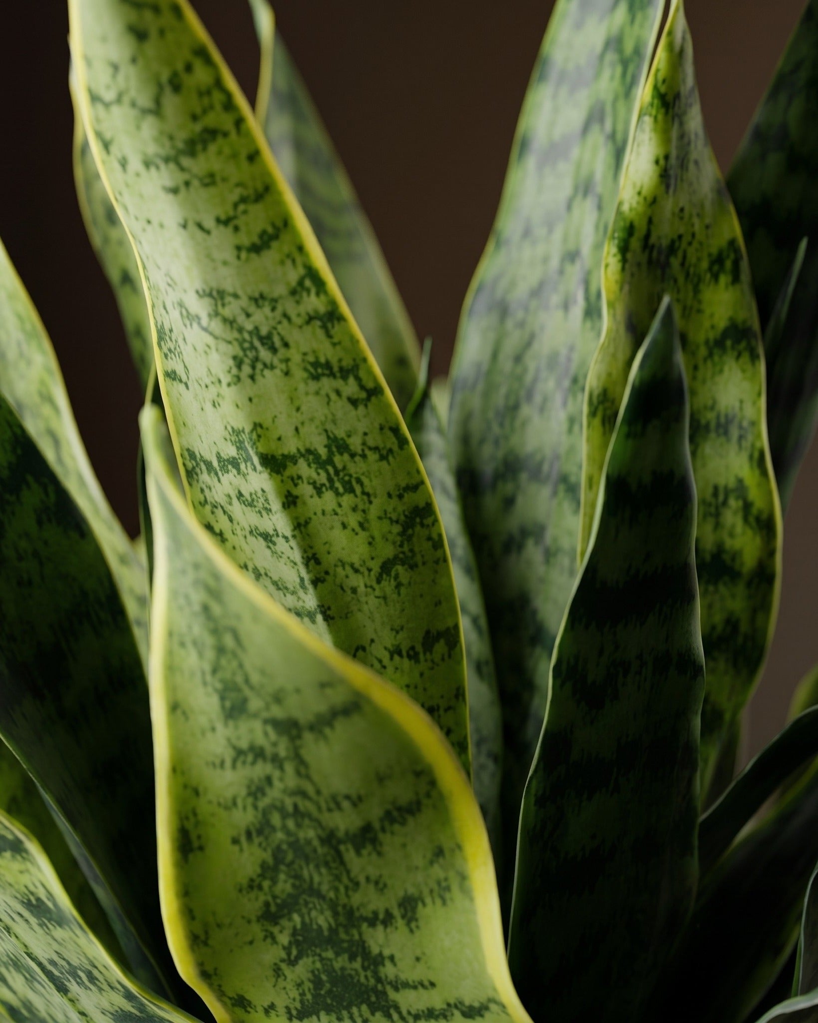The Sansevieria Studio Planter