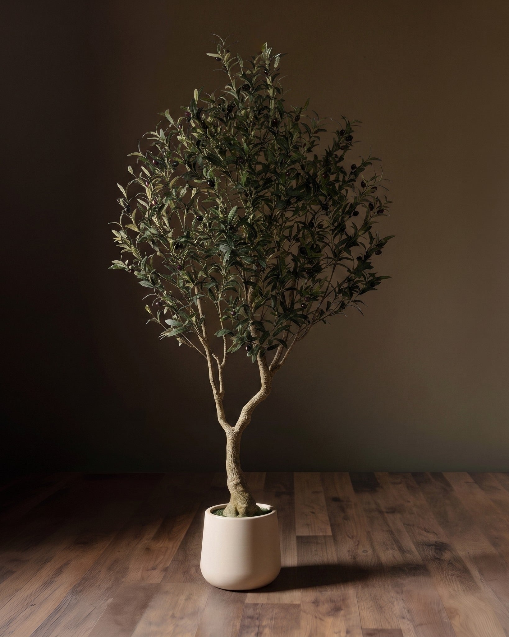 The Tuscan Reserve Artica Olive Tree