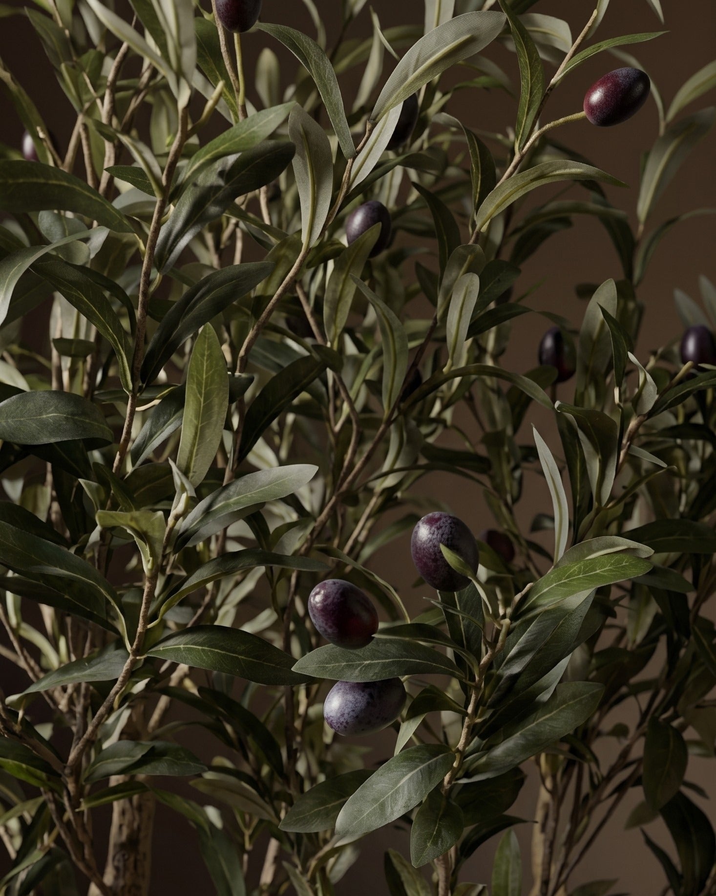 The Tuscan Reserve Artica Olive Tree