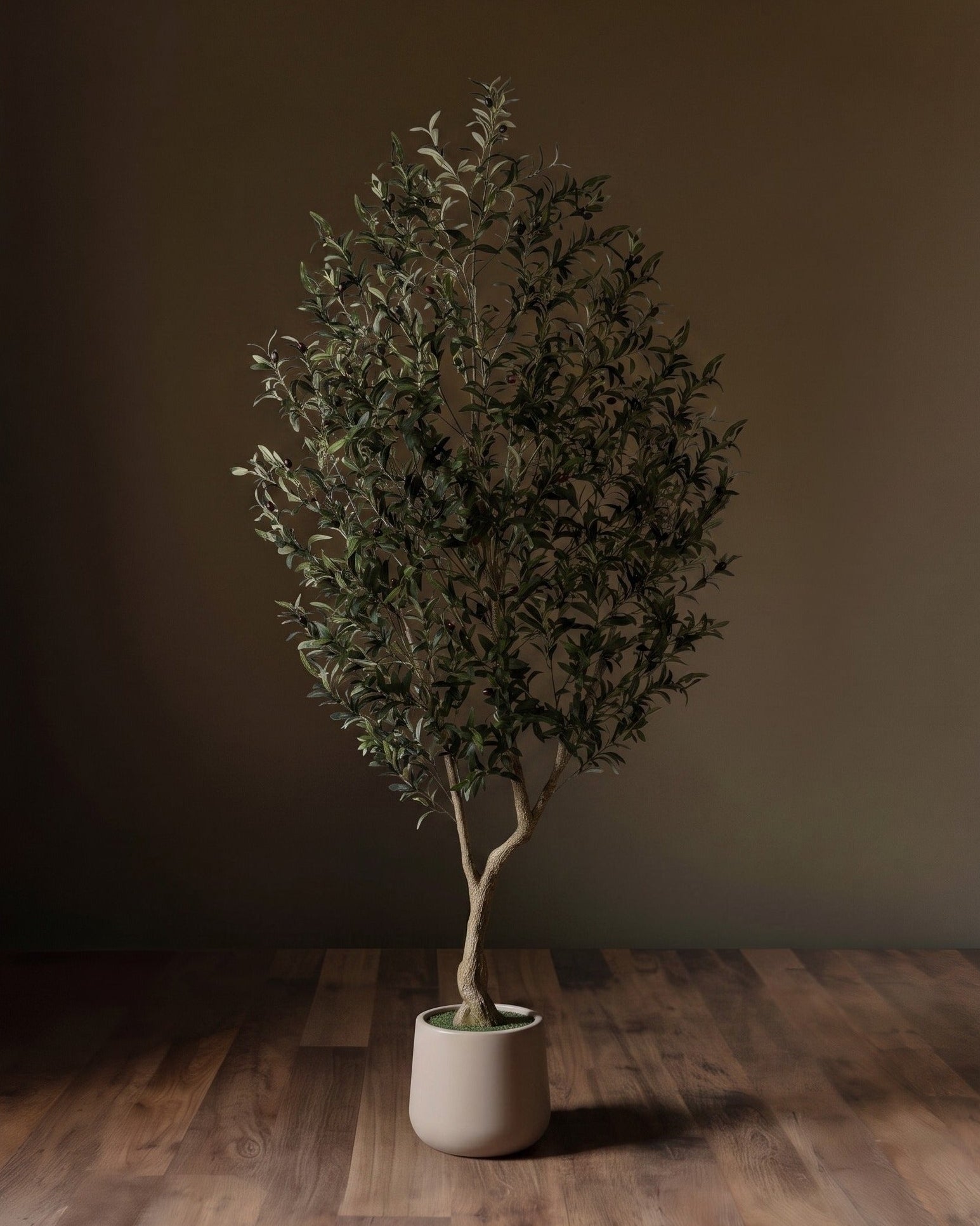 The Tuscan Reserve Artica Olive Tree
