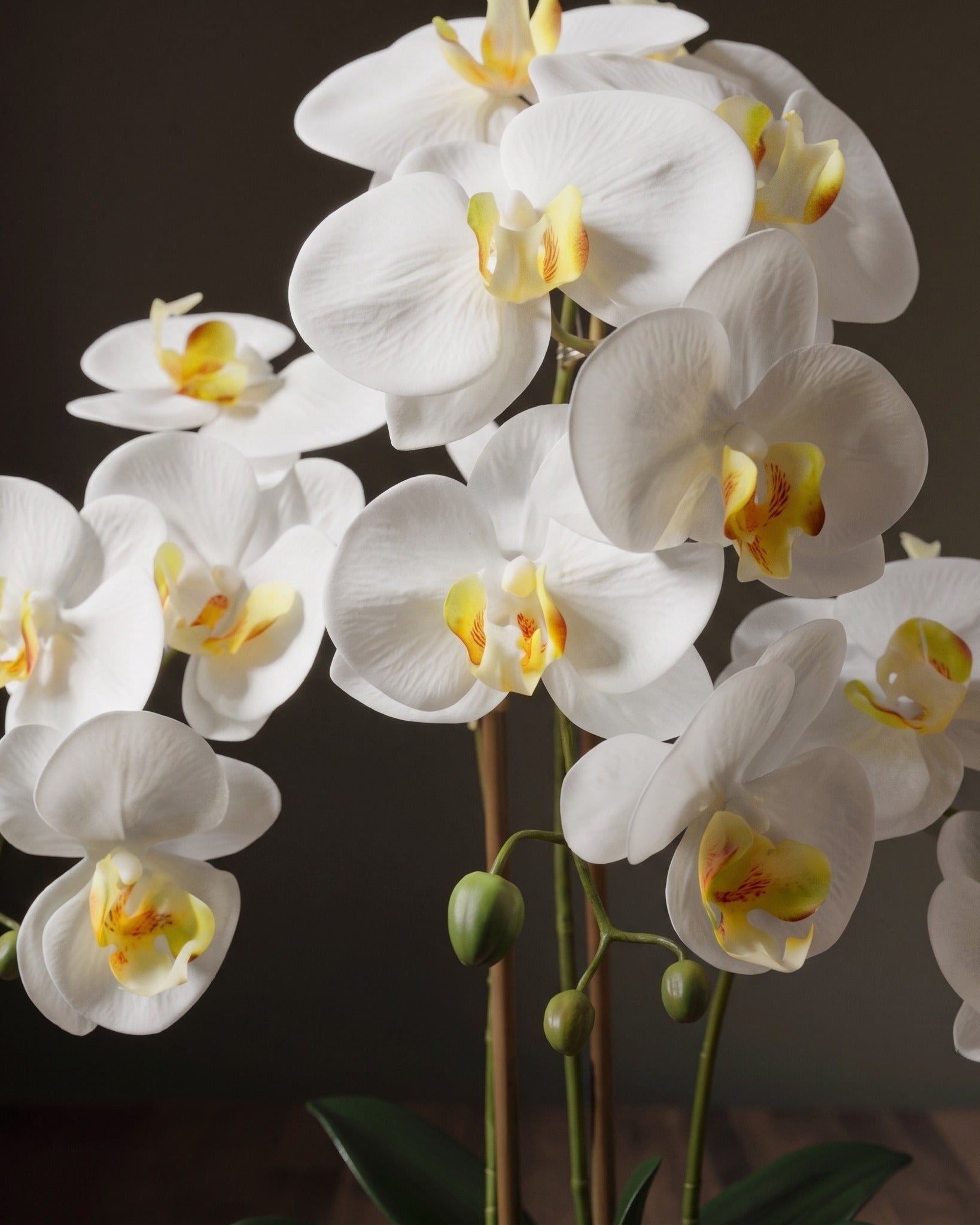 The Botanical Orchid Arrangement  Elegant Phalaenopsis Stems in Fluted Ceramic Vessel