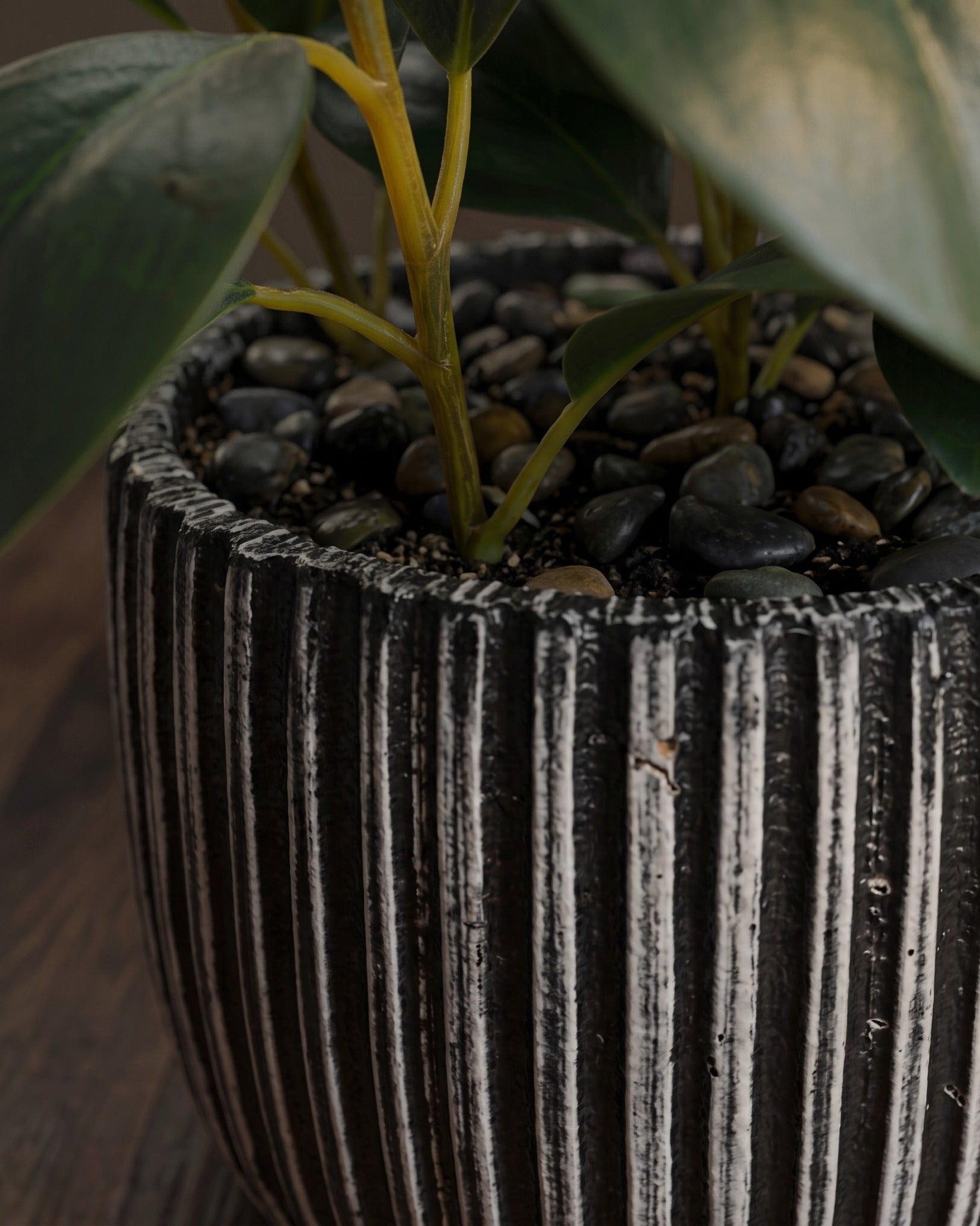 The Studio Ficus — Artfully Botanicals Collection in Striped Clay Pot