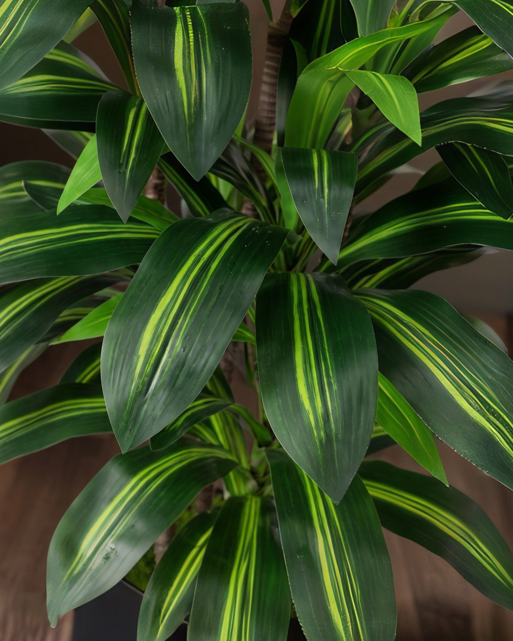 Botanical Elegance: Layered Dracaena Trunk Ensemble